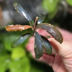 2026年最新】ブセファランドラ 群生の人気アイテム - メルカリ