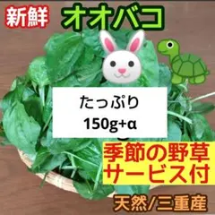 オオバコ 新鮮 当日収穫150g+増量か野草サービス♪ ウサギ リクガメ他 三重のサムネイル