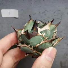 親株出品　アガベ　オアハカ　オテロイ　現地球　ノーネーム アガベ オテロイ オアハカ 現地球 ノーネーム - メルカリ