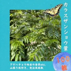 アゲハ幼虫用】石川県産カラスザンショウ 枝付き葉たっぷり150枚以上