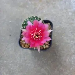 花サボテン　ロビビア