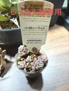 じったん様専用⭐︎古都の葉さん苗　小桃いろは⭐︎