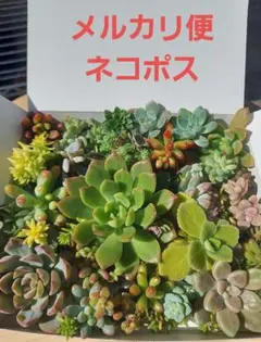 2026年最新】多肉植物 詰め合わせの人気アイテム - メルカリ
