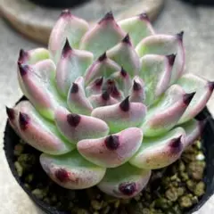 2025年最新】ロメオ×ざわわの人気アイテム - メルカリ