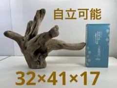 2026年最新】爬虫類登り木の人気アイテム - メルカリ