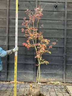 2025年最新】コハウチワカエデの人気アイテム - メルカリ