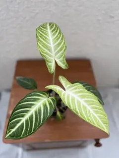 2025年最新】キサントソーマの人気アイテム - メルカリ