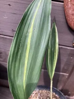 斑入りバナナ　中型観葉植物 緑白ストライプ 室内用斑入りバナナの木 : r/IndoorGarden