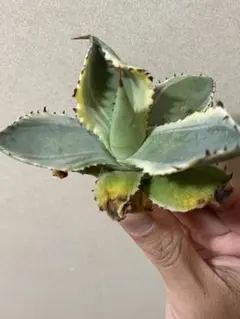 コウイチ様 リクエスト 2点 まとめ商品