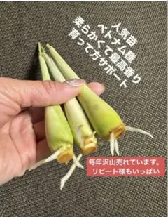 人気ベトナム最高香り柔らかいレモングラス抜き苗大きめお得100本 ベトナム最高香り柔らかいレモングラス抜き苗3本サイズバラバラ - メルカリ