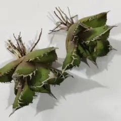 2026年最新】アガベ星空の人気アイテム - メルカリ