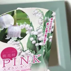 【希少】スズラン　ピンク　ポット苗《3/28》ヨーロッパ原産　桃花種