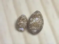 タカラガイ