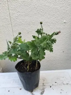 2025年最新】菊の苗の人気アイテム - メルカリ