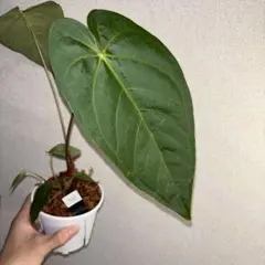 Anthurium Regale Green Form