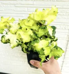 le chat botte様 リクエスト 3点 まとめ商品