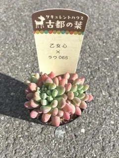 なおぞう様 リクエスト 2点 まとめ商品