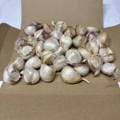 500g にんにく　福地ホワイト　青森県産　ニンニクのサムネイル