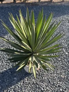 ザミオクルカス ブラック ピンクバリエガータ斑入りZZ plant 21 - メルカリ