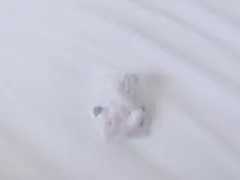 サンリオキャラクターズもじになっちゃった！？マスコット2 ポチャッコのぽ