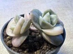 ❤️専用出品❤️ラブリーローズ錦　　　　　　　　　　　　　❤️美しく育ちました♪❤️ 2025年最新】ラブリーローズ錦の人気アイテム - メルカリ