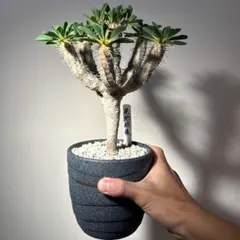 ユーフォルビア ギラウミニアナ 現地球株 発根済み 3年目 花芽あり