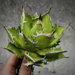 2025年最新】龍球会 アガベの人気アイテム - メルカリ