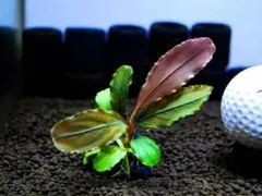 ブセファランドラ『シャイングリーン（ピンクリーフ）』【完全水中葉】溶岩石活着株