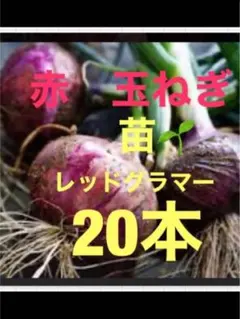 りんめい様 リクエスト 2点 まとめ商品