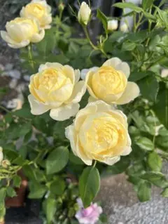 2025年最新】バラ挿し木 苗の人気アイテム - メルカリ