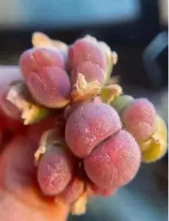 m & m ※毎週日曜日発送〠様 リクエスト 2点 まとめ商品