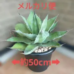 アガベ オバティフォリア 10号鉢 地植え ドライガーデン 耐寒耐暑 パリーのサムネイル