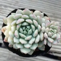 多肉植物　エケベリア　クリッシーエヌライアン錦⑤　根付き