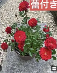 赤ミニ薔薇苗　つぼみつきのサムネイル