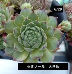 センペルビウム 輸入 Lotus Blossom - メルカリ