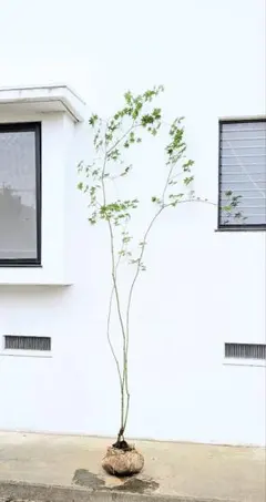 2026年最新】コハウチワカエデ 山採りの人気アイテム - メルカリ