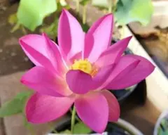 熱帯スイレン ミロク 発芽バルブ No. 8 ／ 熱帯睡蓮 - メルカリ