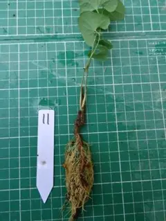 恵美子様 リクエスト 3点 まとめ商品