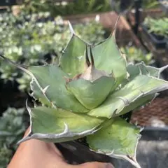 アガベ　ハデス