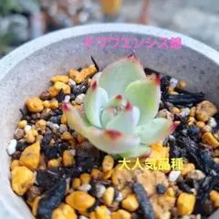 2025年最新】チワワエンシス錦の人気アイテム - メルカリ