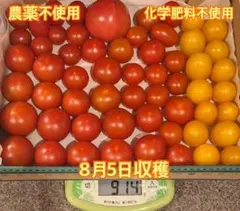 菌ちゃん農法 トマト詰め合わせ 914g 農薬化学肥料不使用のサムネイル