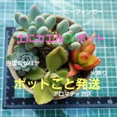 ポットごと発送　ベビーフィンガー　白雪ミセバヤ　アロマティカス　火祭り　根あり