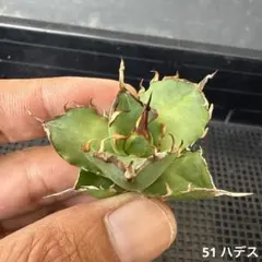51 ハデス アガベ チタノタ