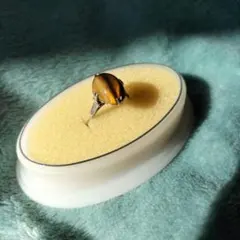 Item thumbnail for item 0309f34f-18c6-41e7-a1d7-bade9c85c124