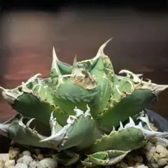 Agave titanota 麻花龍　OC株　発根済み　鉢ごと発送 Agave titanota 麻花龍 OC株 発根済み 鉢ごと発送 - メルカリ