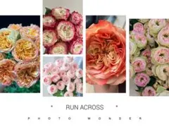 「Yami_rosé様専用」 切り花品種バラ苗 5点