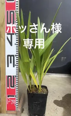 2026年最新】チャメロプス ボルケーノの人気アイテム - メルカリ