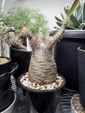 中型 塊根植物 グラキリス 現地球 - メルカリ