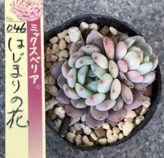 2026年最新】ミックスベリア 多肉の人気アイテム - メルカリ