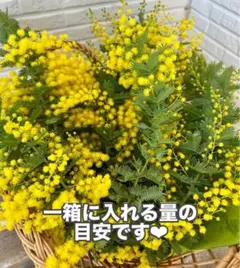 箱いっぱいミモザ　フレッシュ　ミモザ　無農薬